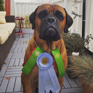 A Bullmastiff wearing obedience ribbons