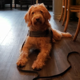 A doodle lying calmly on a leash indoors