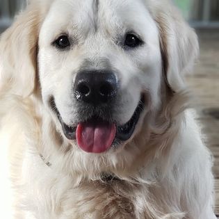 A smiling Golden Retriever