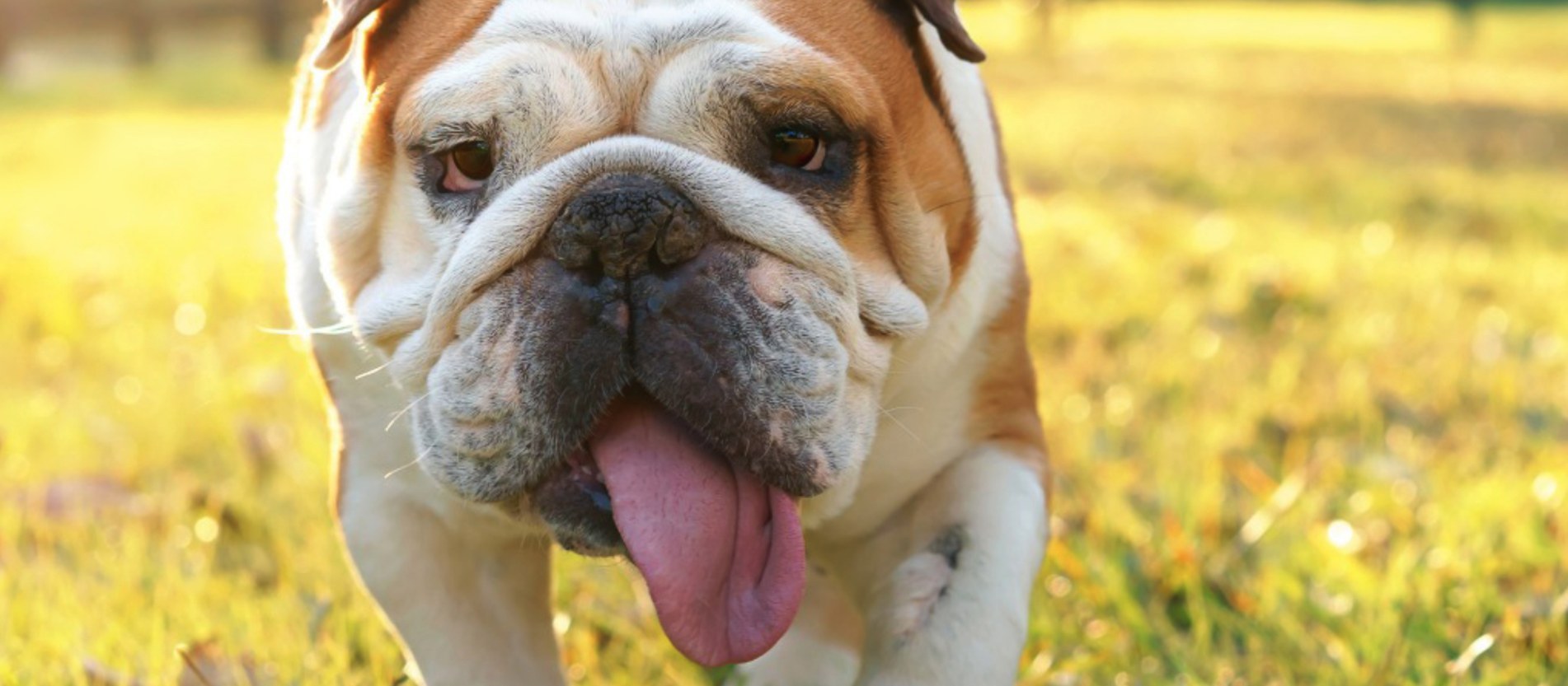 An English Bulldog trotting toward the camera through a sunny meadow, tongue out