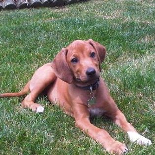 A Rhodesian Ridgeback puppy lying in the grass