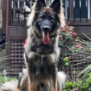 A long-haired shepherd sitting at attention