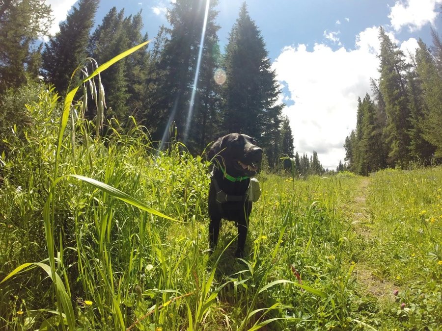A black Lab off leash on a sunny mountain trail