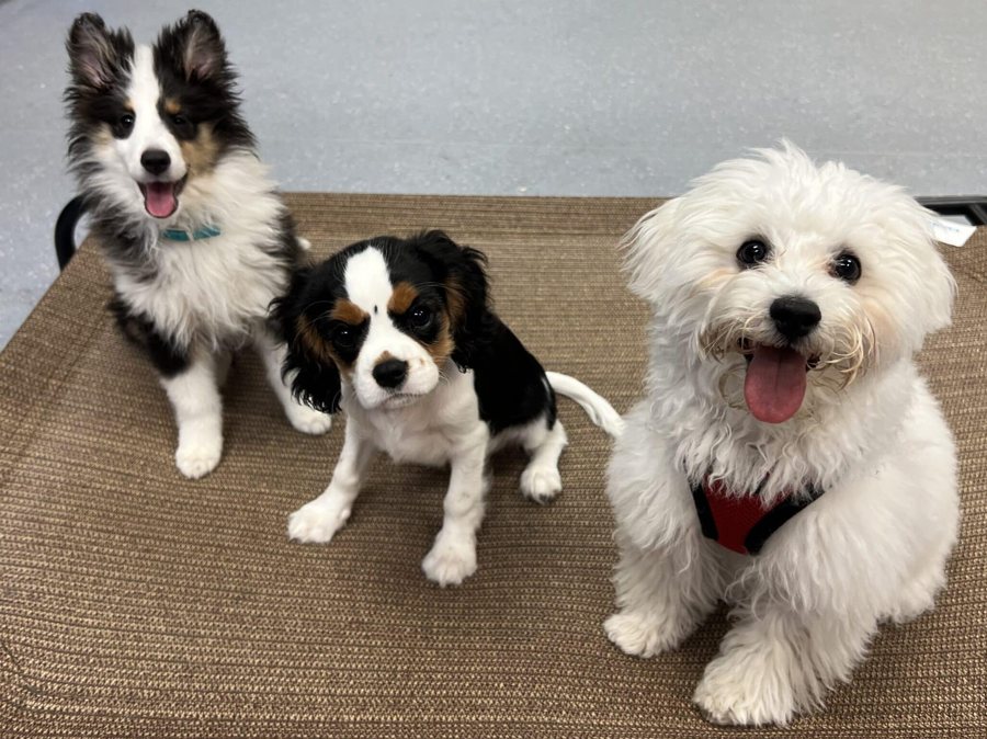 Three puppies sitting together on a training cot