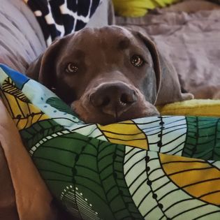 A Weimaraner relaxing on the couch