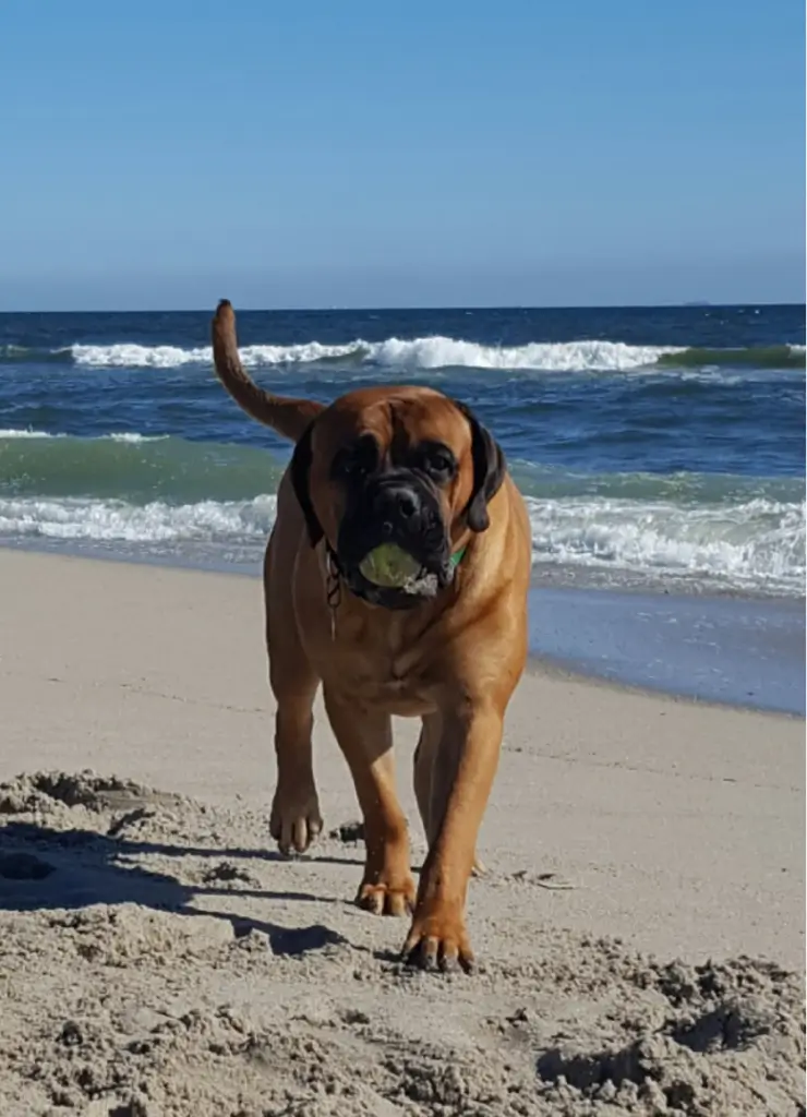 A dog is walking on the beach with a frisbee in its mouth.